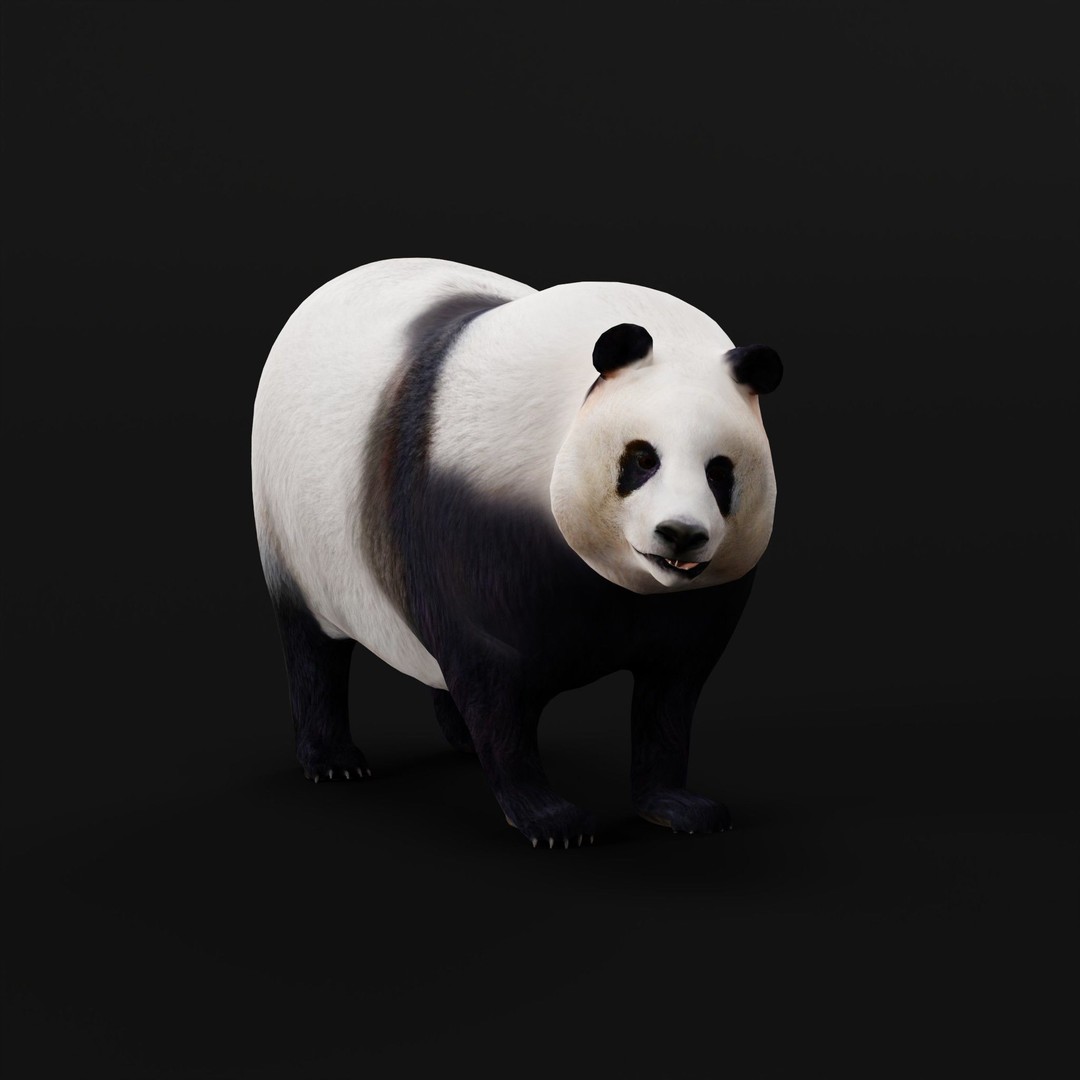 Giant Panda Bear 3D Model – High Poly Game Ready Asset, FBX, PBR - View 27