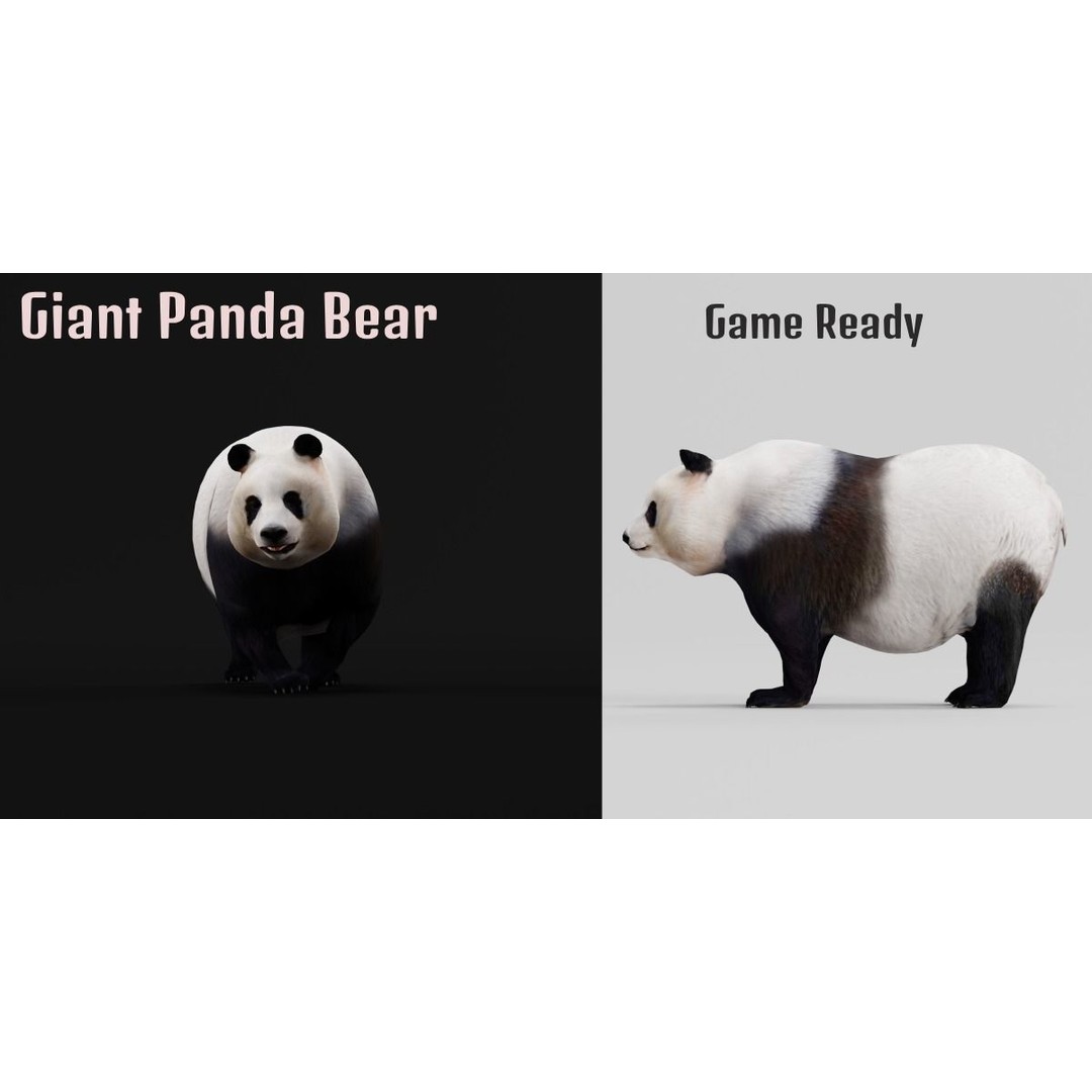 Giant Panda Bear 3D Model – High Poly Game Ready Asset, FBX, PBR - View 3