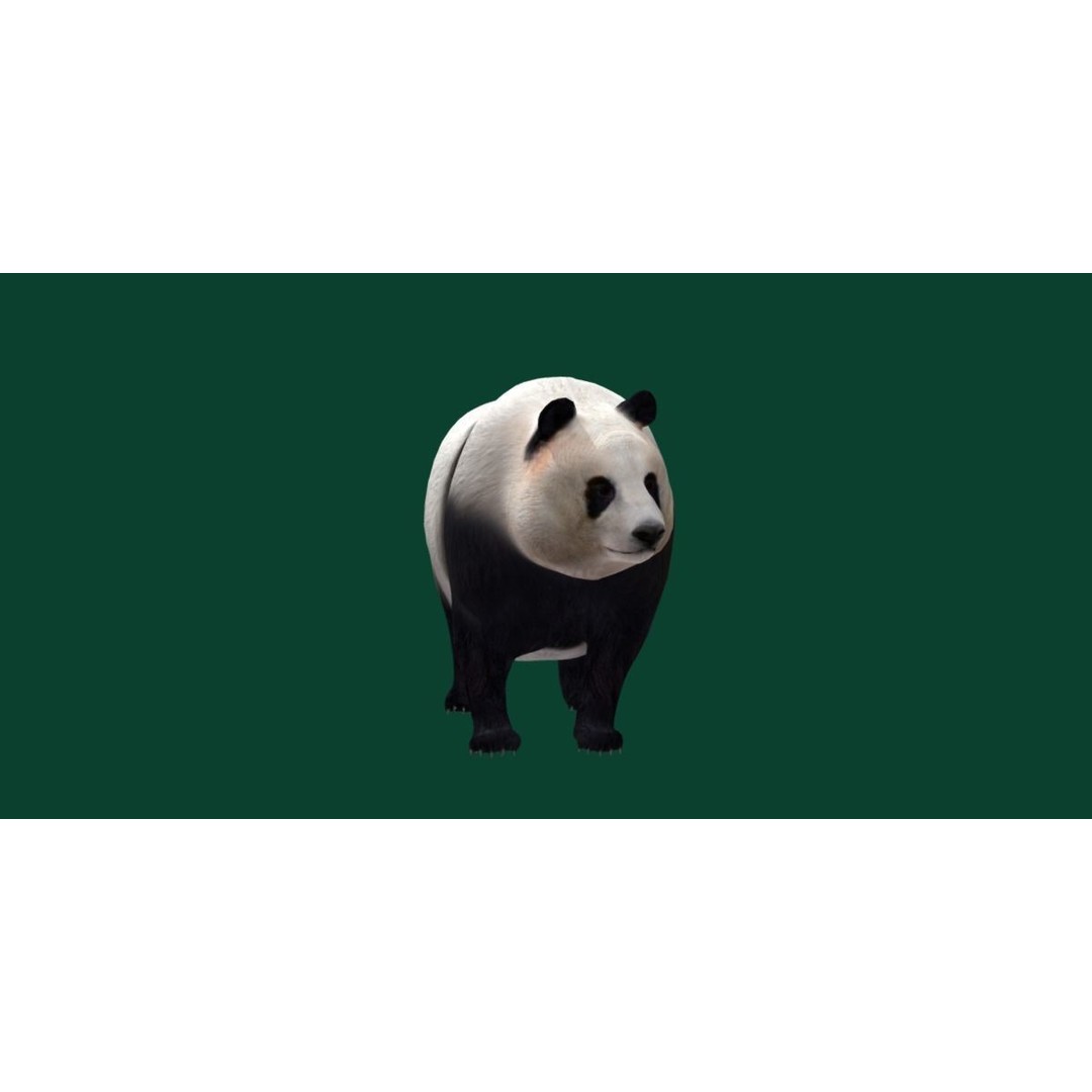 Giant Panda Bear 3D Model – High Poly Game Ready Asset, FBX, PBR - View 4