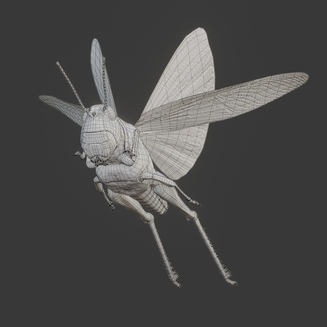 Locust Grasshopper 3D Model – Low Poly Rigged Asset with PBR Textures