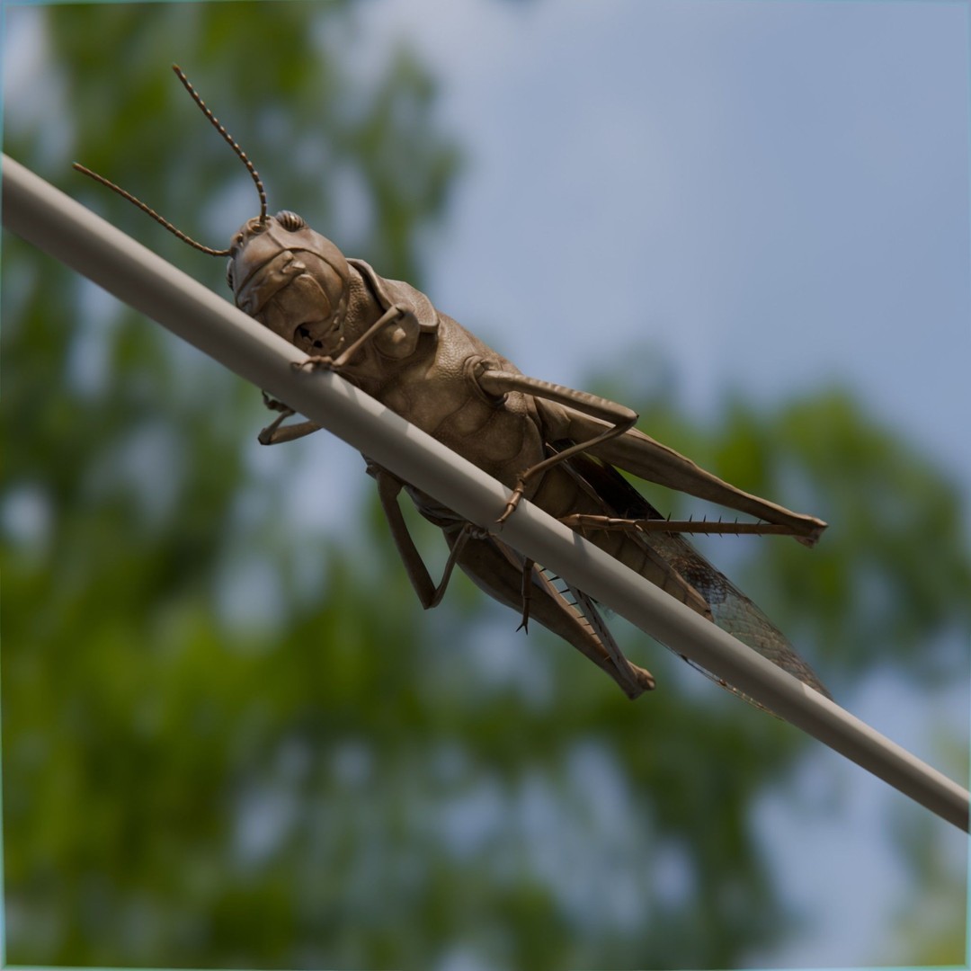 Locust Grasshopper 3D Model – Low Poly Rigged Asset with PBR Textures - View 10