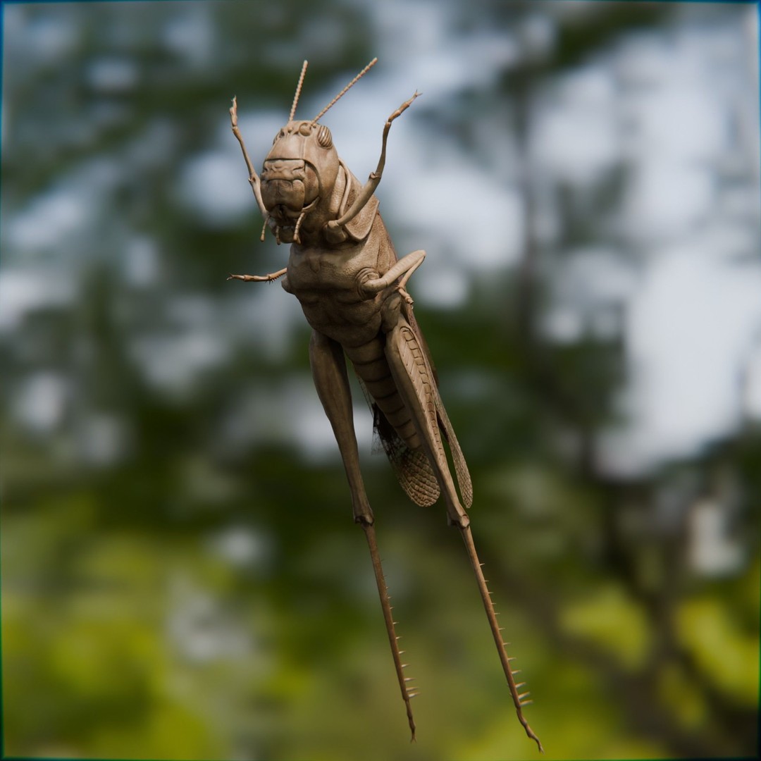 Locust Grasshopper 3D Model – Low Poly Rigged Asset with PBR Textures - View 11