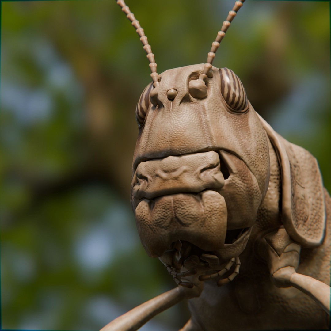Locust Grasshopper 3D Model – Low Poly Rigged Asset with PBR Textures - View 12