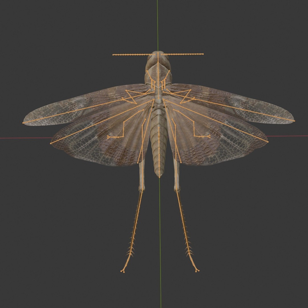 Locust Grasshopper 3D Model – Low Poly Rigged Asset with PBR Textures - View 15