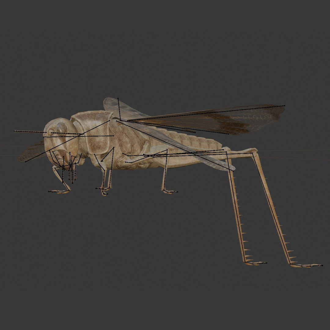 Locust Grasshopper 3D Model – Low Poly Rigged Asset with PBR Textures - View 16