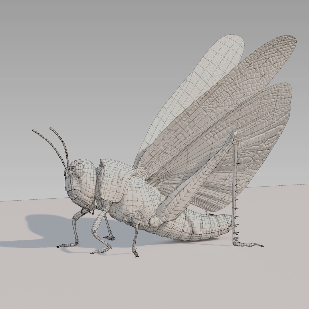 Locust Grasshopper 3D Model – Low Poly Rigged Asset with PBR Textures - View 18
