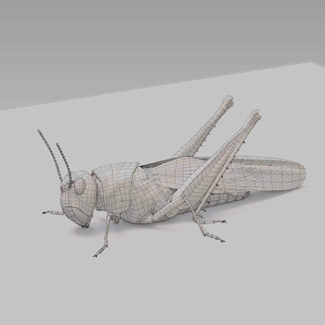 Locust Grasshopper 3D Model – Low Poly Rigged Asset with PBR Textures - View 19