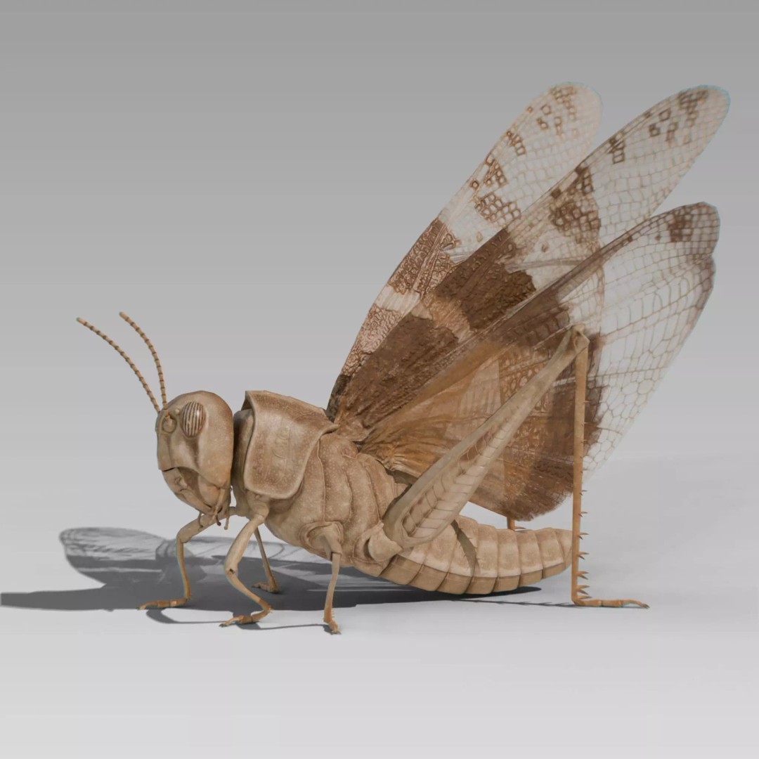 Locust Grasshopper 3D Model – Low Poly Rigged Asset with PBR Textures - View 2
