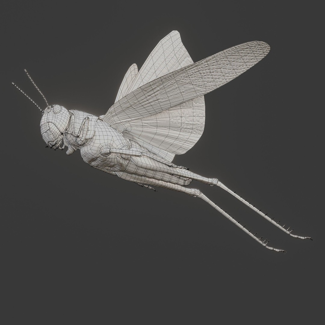 Locust Grasshopper 3D Model – Low Poly Rigged Asset with PBR Textures - View 20