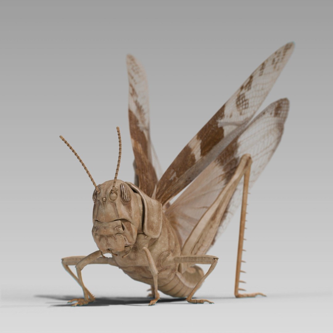 Locust Grasshopper 3D Model – Low Poly Rigged Asset with PBR Textures - View 3