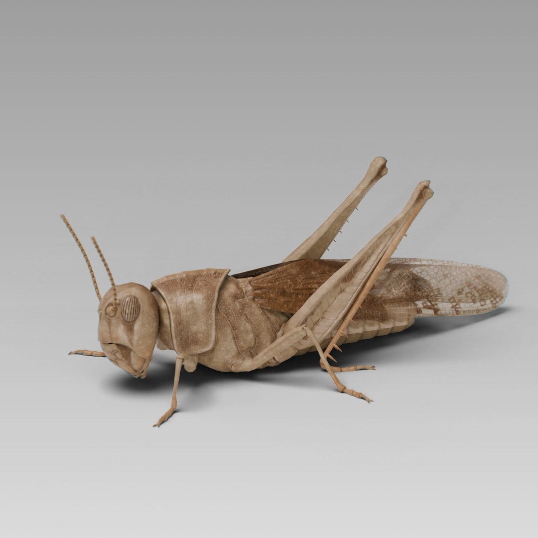 Locust Grasshopper 3D Model – Low Poly Rigged Asset with PBR Textures - View 4