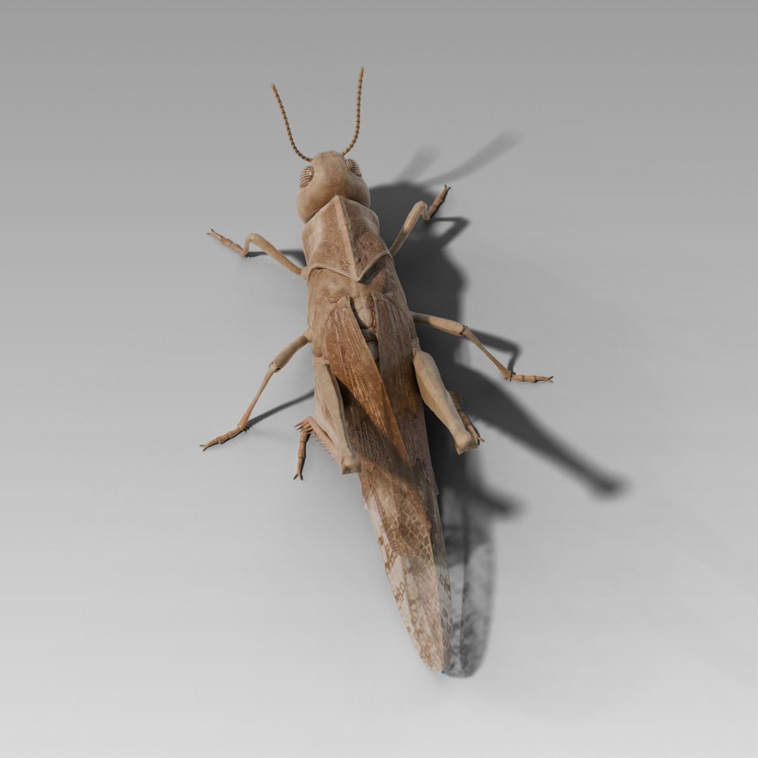 Locust Grasshopper 3D Model – Low Poly Rigged Asset with PBR Textures - View 5