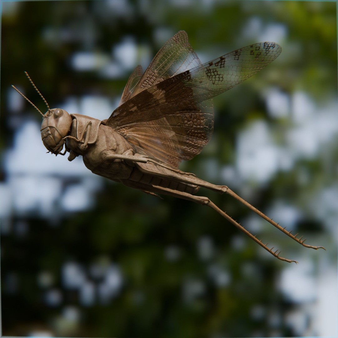 Locust Grasshopper 3D Model – Low Poly Rigged Asset with PBR Textures - View 6