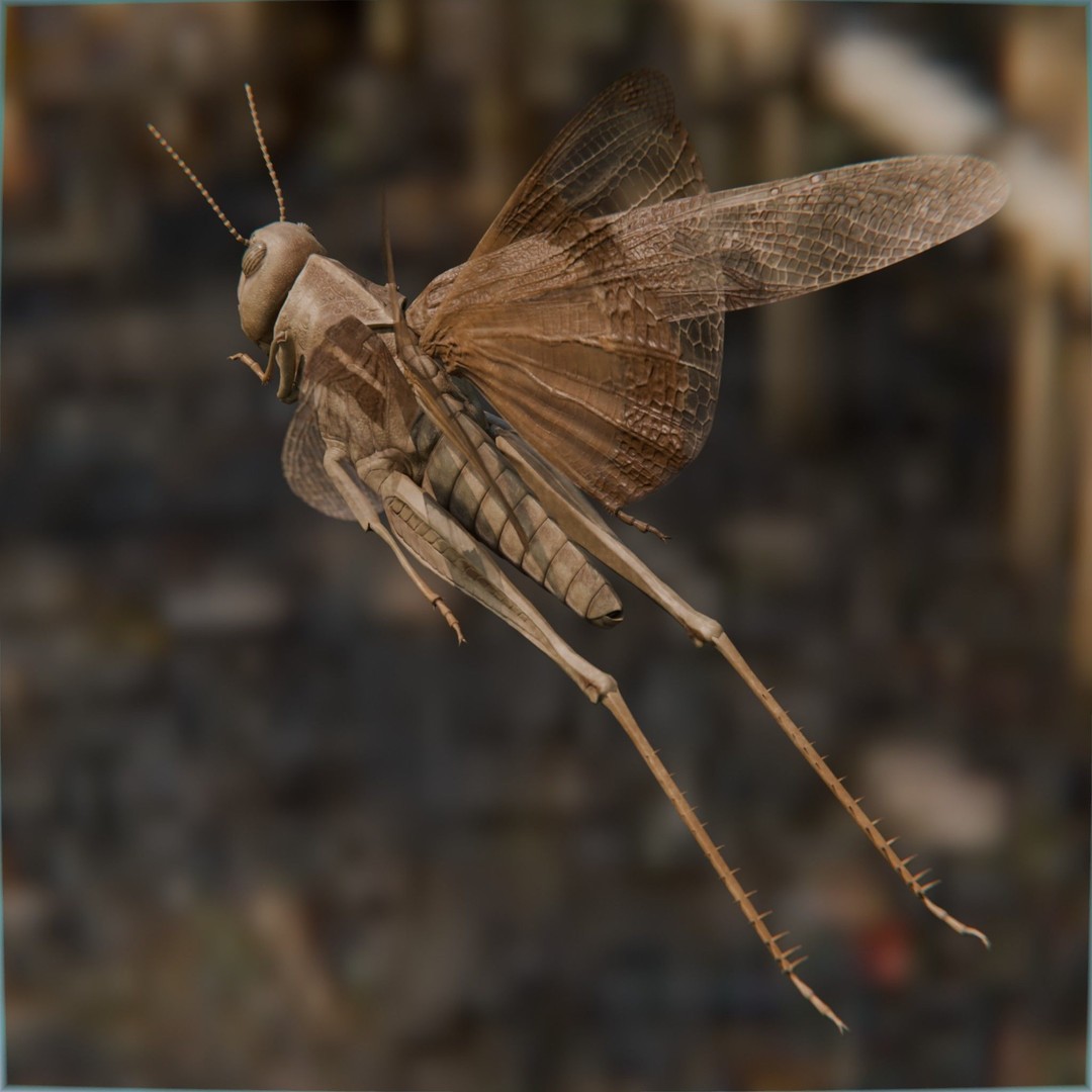 Locust Grasshopper 3D Model – Low Poly Rigged Asset with PBR Textures - View 7