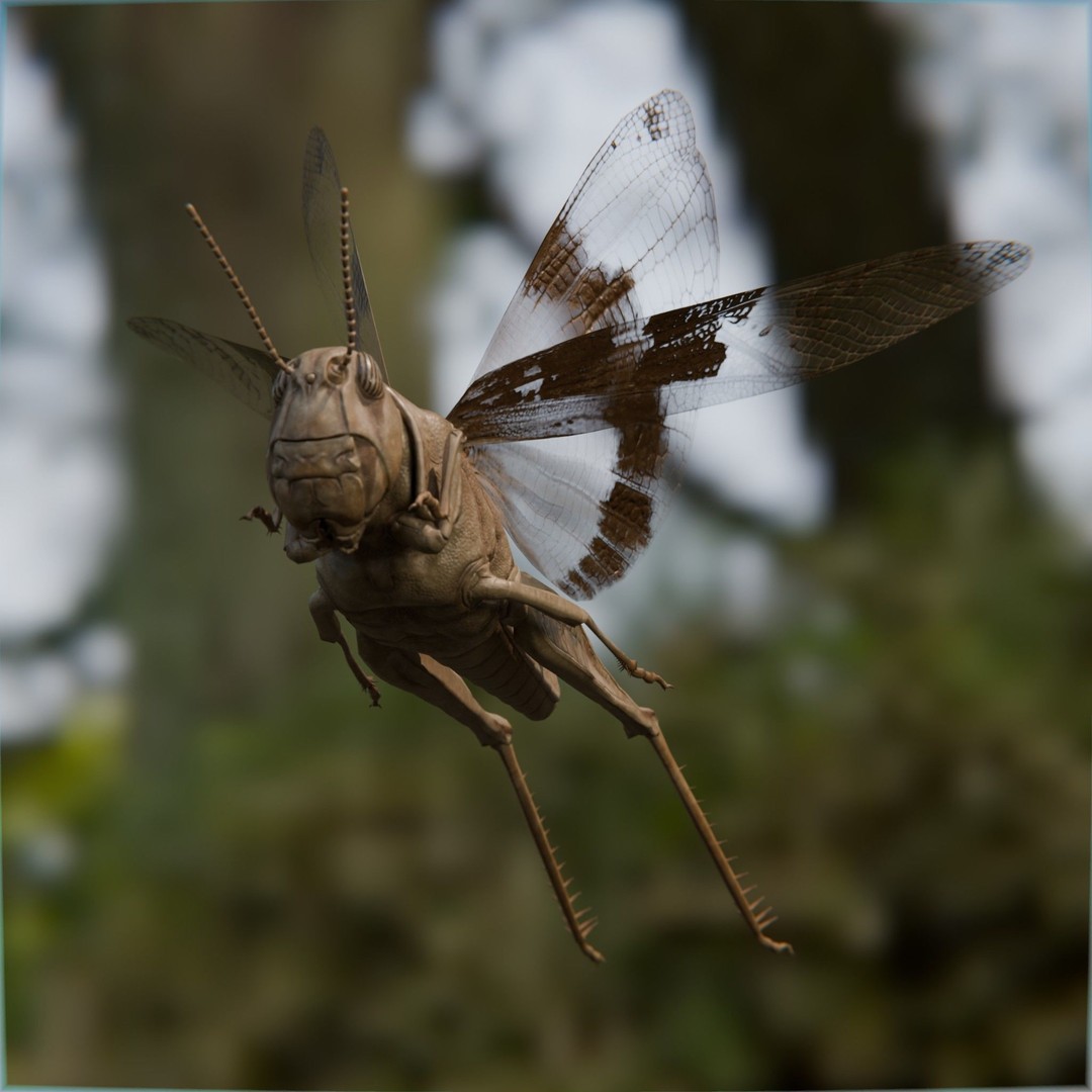 Locust Grasshopper 3D Model – Low Poly Rigged Asset with PBR Textures - View 8