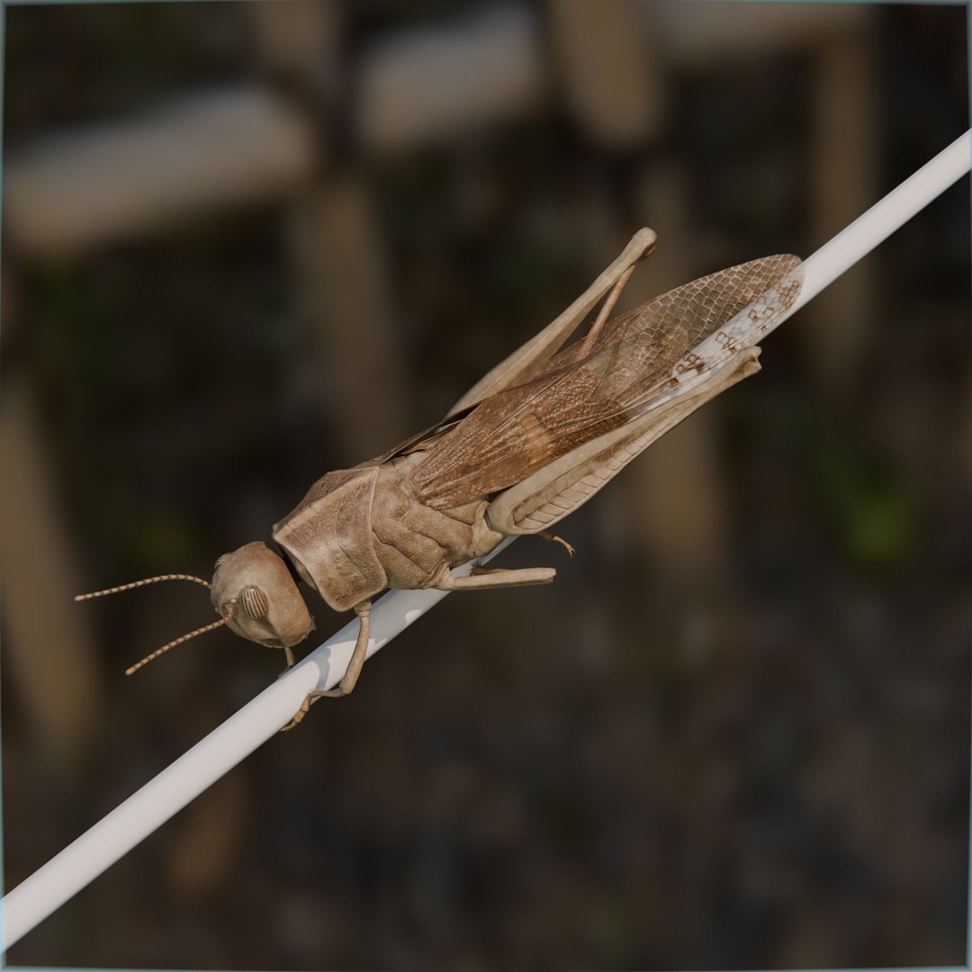 Locust Grasshopper 3D Model – Low Poly Rigged Asset with PBR Textures - View 9
