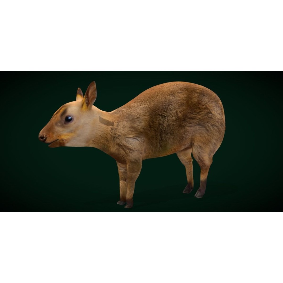 Young Chinese Muntjac Deer 3D Model – Game Ready PBR Asset, FBX