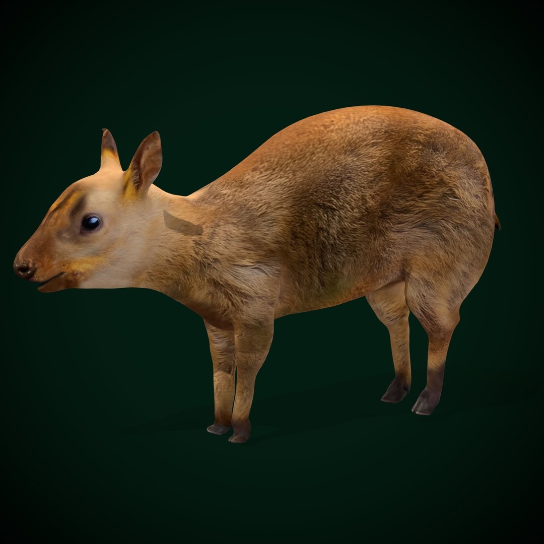 Young Chinese Muntjac Deer 3D Model – Game Ready PBR Asset, FBX - View 10