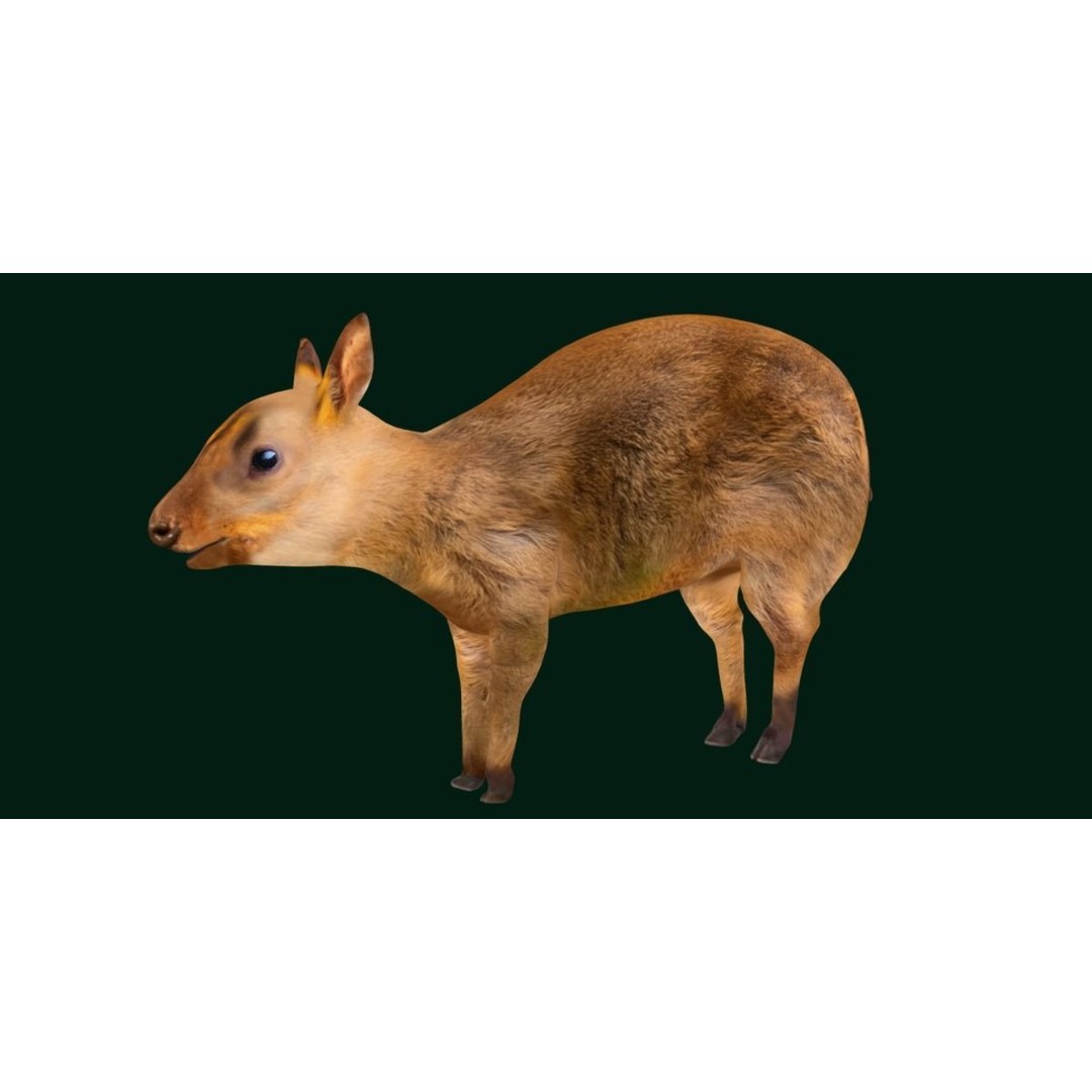 Young Chinese Muntjac Deer 3D Model – Game Ready PBR Asset, FBX - View 12