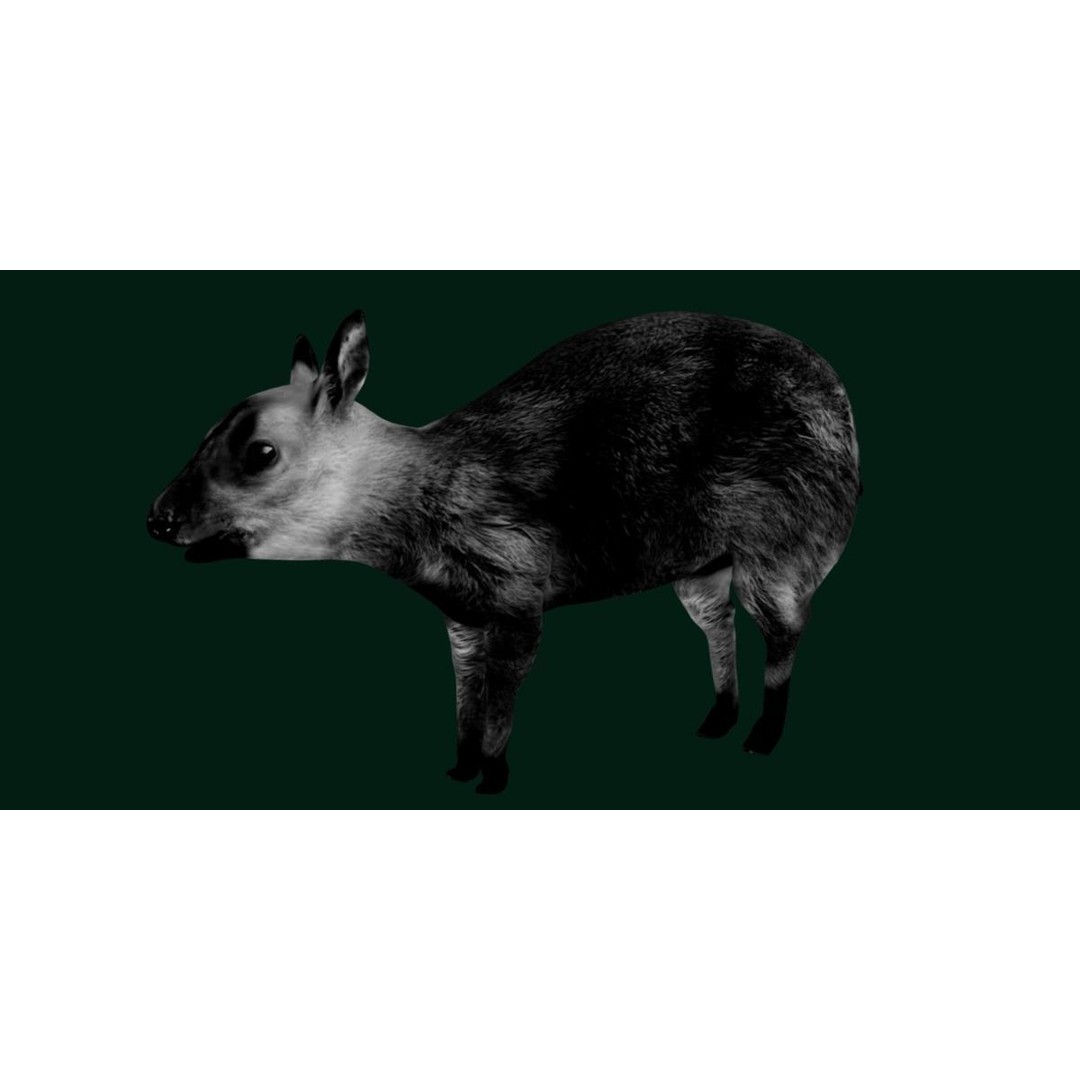 Young Chinese Muntjac Deer 3D Model – Game Ready PBR Asset, FBX - View 15