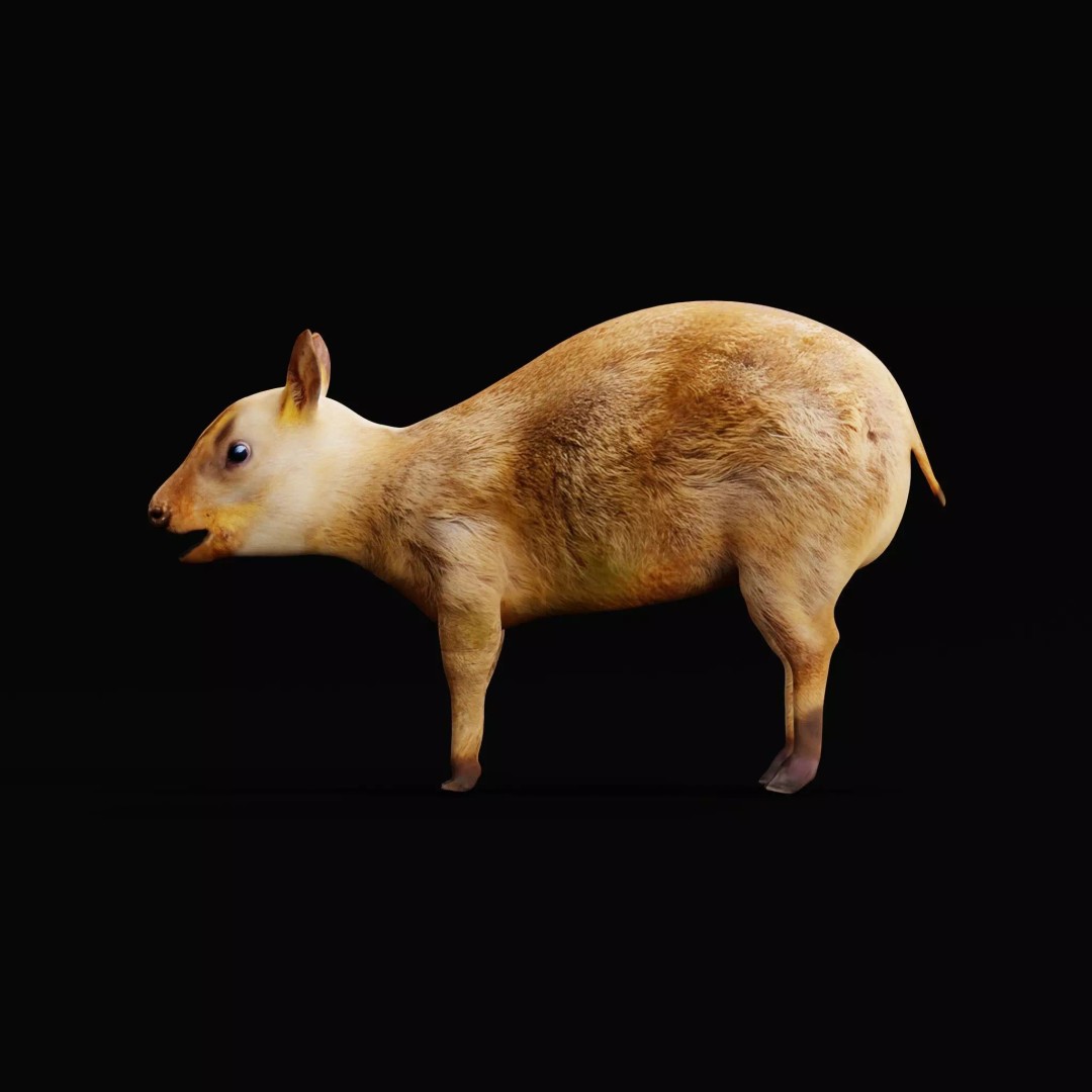 Young Chinese Muntjac Deer 3D Model – Game Ready PBR Asset, FBX - View 2