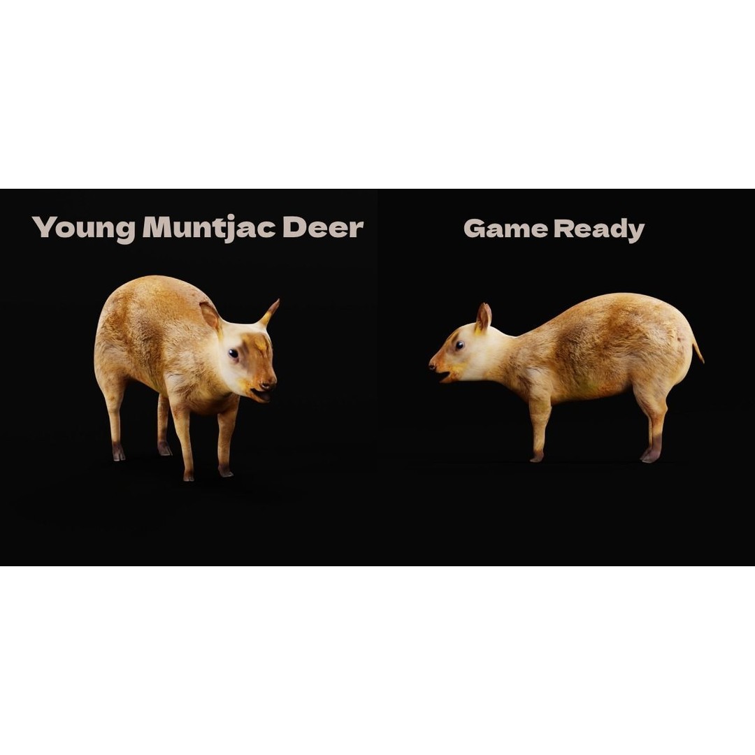 Young Chinese Muntjac Deer 3D Model – Game Ready PBR Asset, FBX - View 3