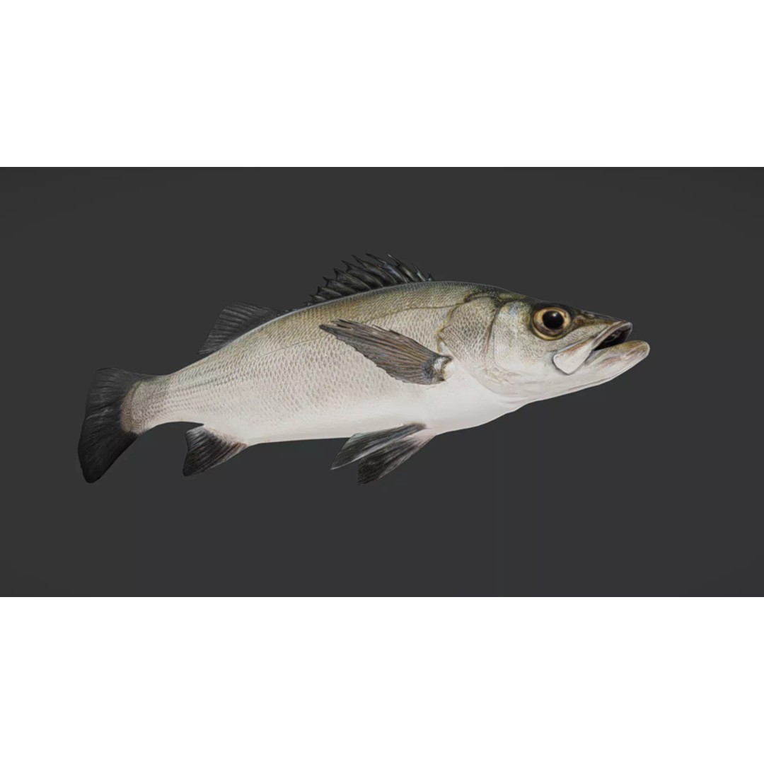 Blackfin Seabass 3D Model – Realistic Animated Low Poly Fish, FBX