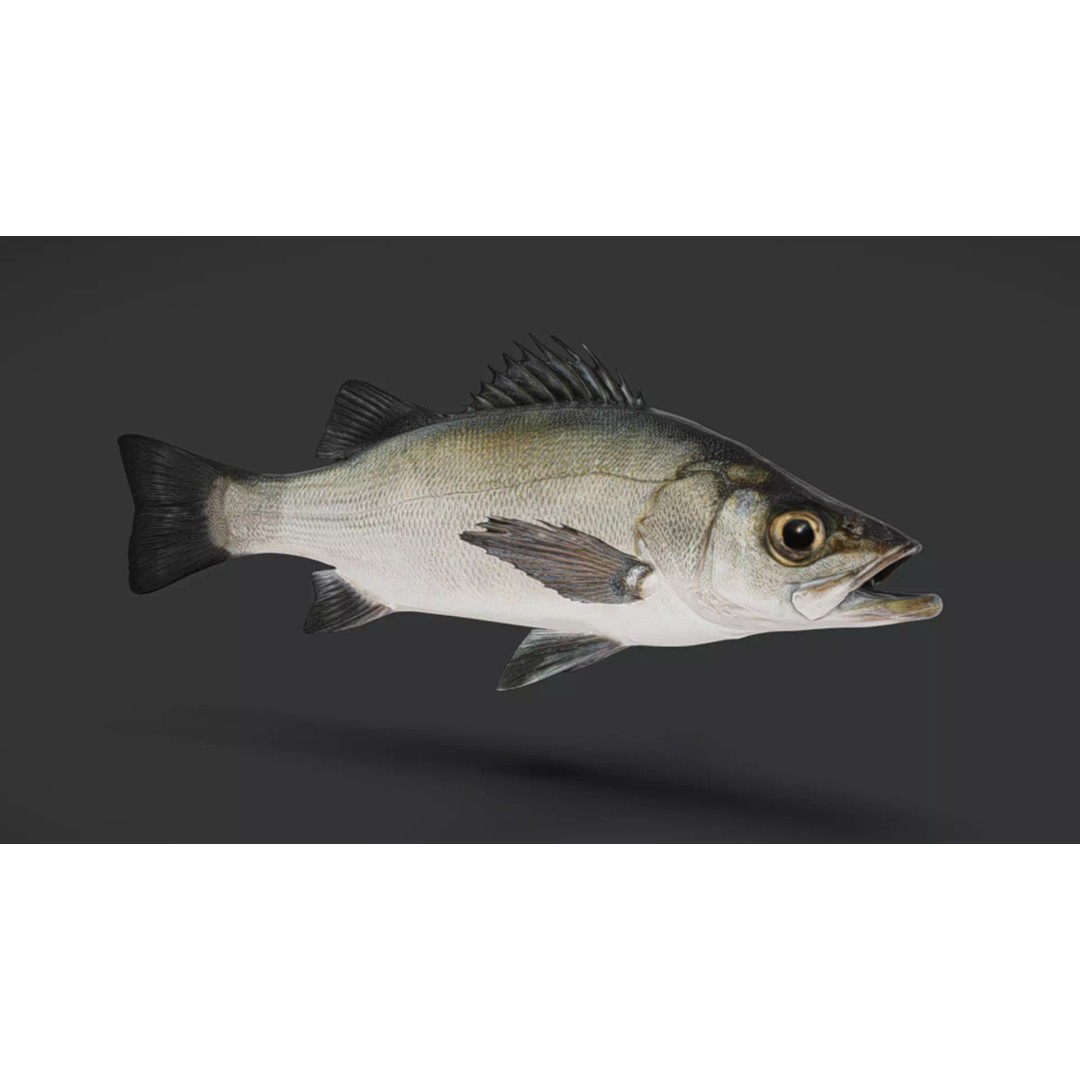 Blackfin Seabass 3D Model – Realistic Animated Low Poly Fish, FBX - View 10