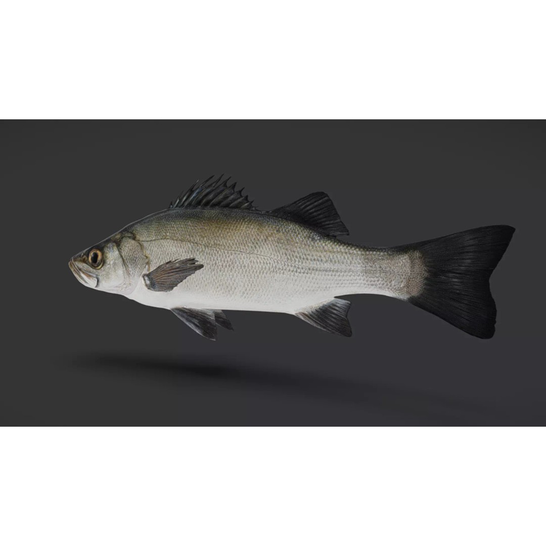 Blackfin Seabass 3D Model – Realistic Animated Low Poly Fish, FBX - View 11
