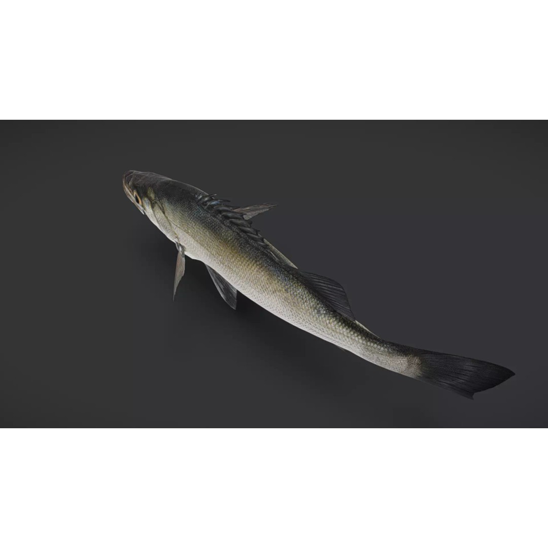 Blackfin Seabass 3D Model – Realistic Animated Low Poly Fish, FBX - View 12