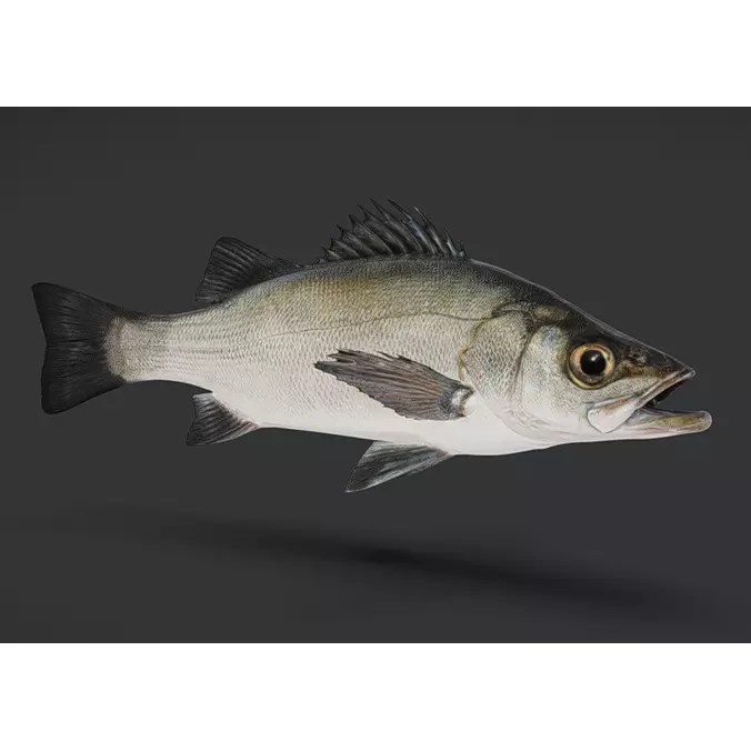Blackfin Seabass 3D Model – Realistic Animated Low Poly Fish, FBX - View 2