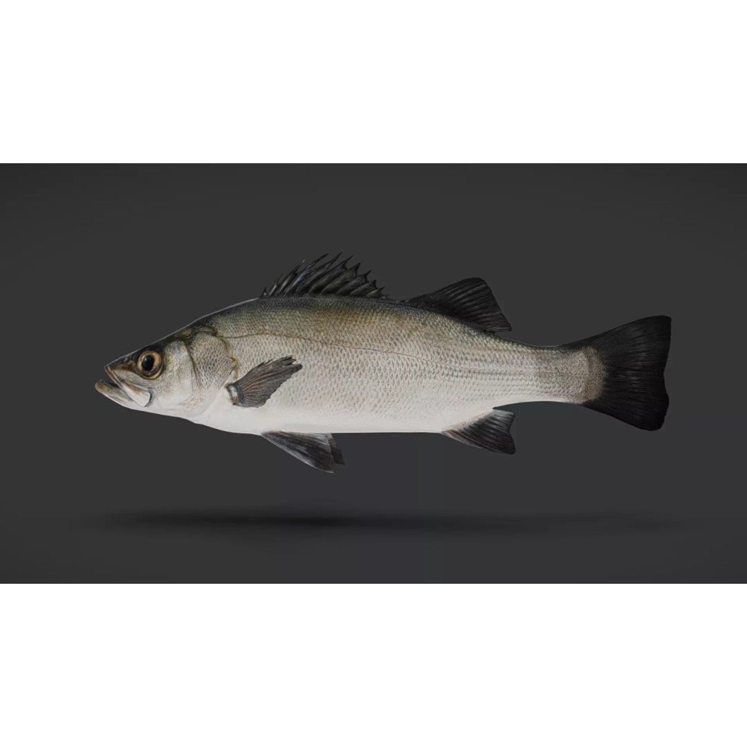 Blackfin Seabass 3D Model – Realistic Animated Low Poly Fish, FBX - View 3