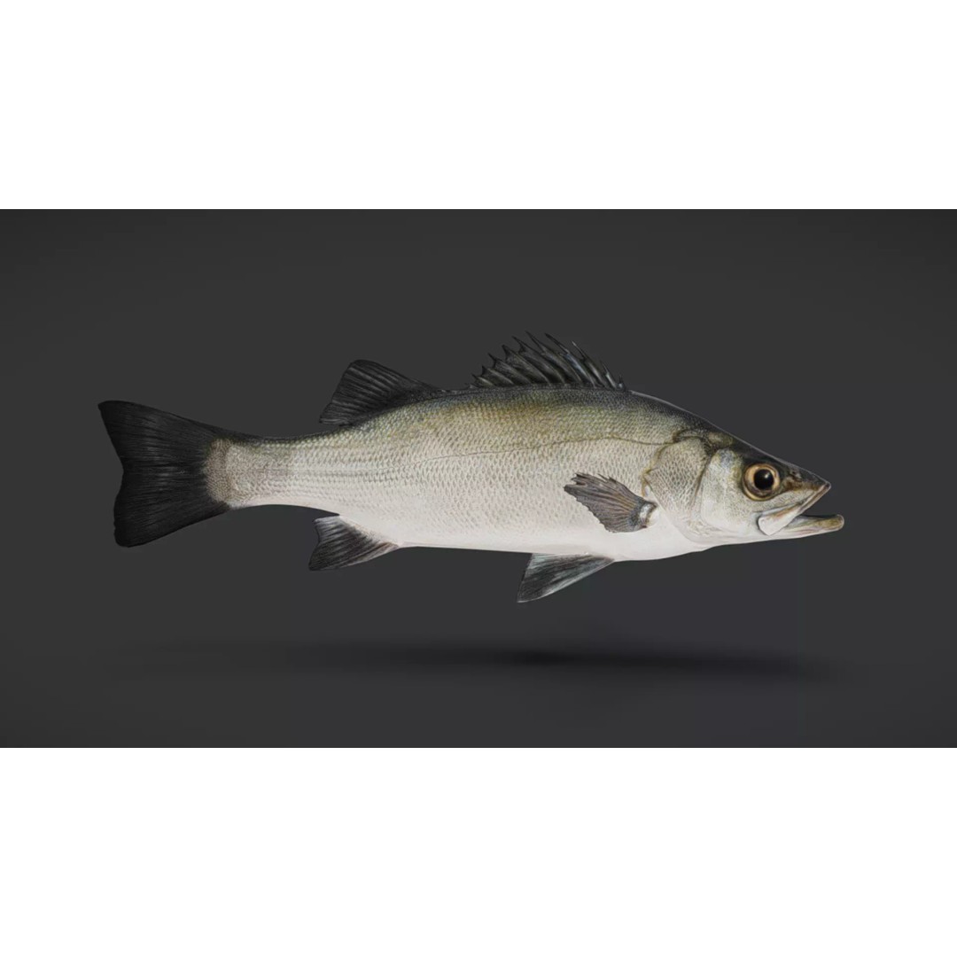 Blackfin Seabass 3D Model – Realistic Animated Low Poly Fish, FBX - View 4