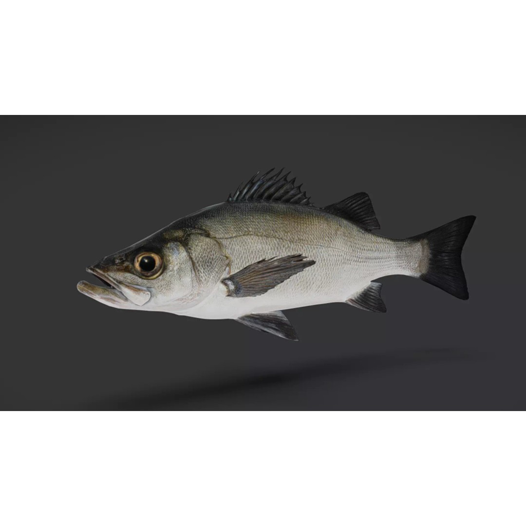 Blackfin Seabass 3D Model – Realistic Animated Low Poly Fish, FBX - View 5