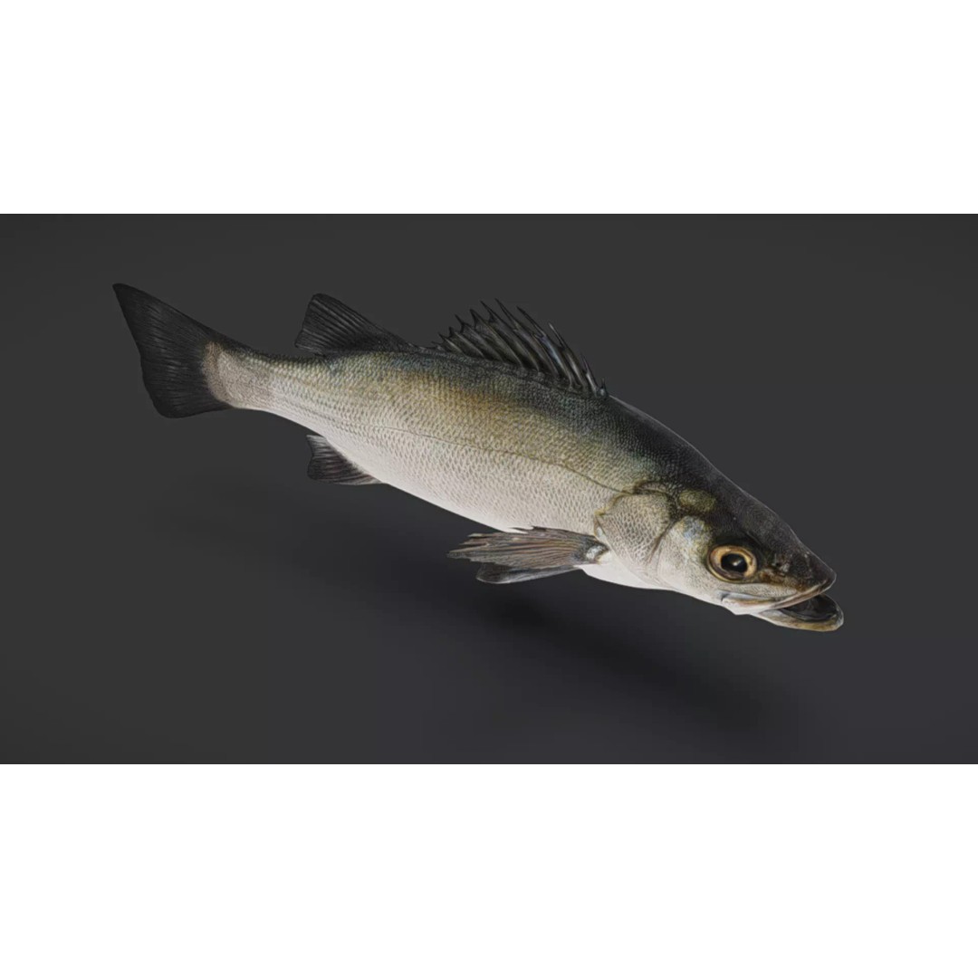 Blackfin Seabass 3D Model – Realistic Animated Low Poly Fish, FBX - View 6