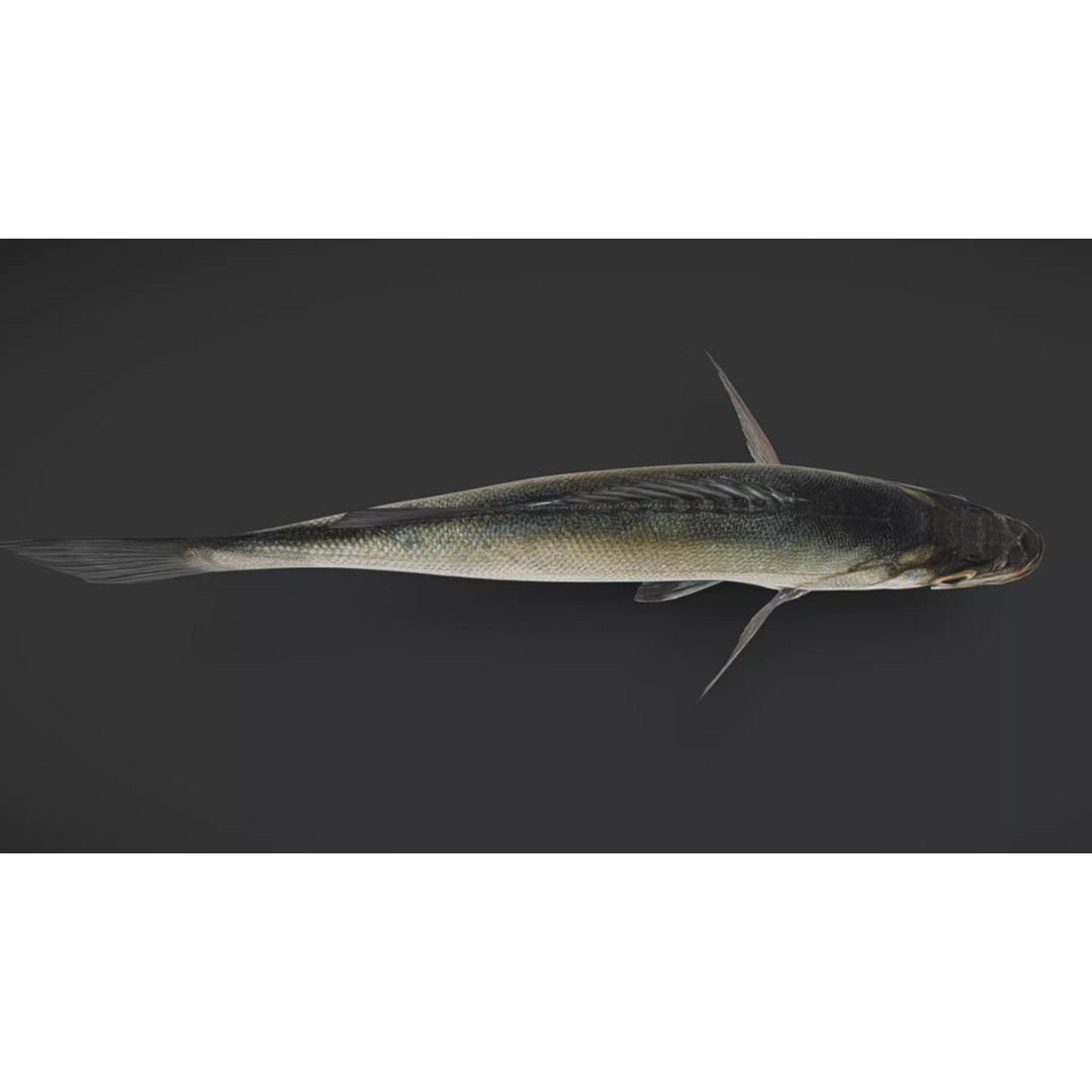 Blackfin Seabass 3D Model – Realistic Animated Low Poly Fish, FBX - View 7