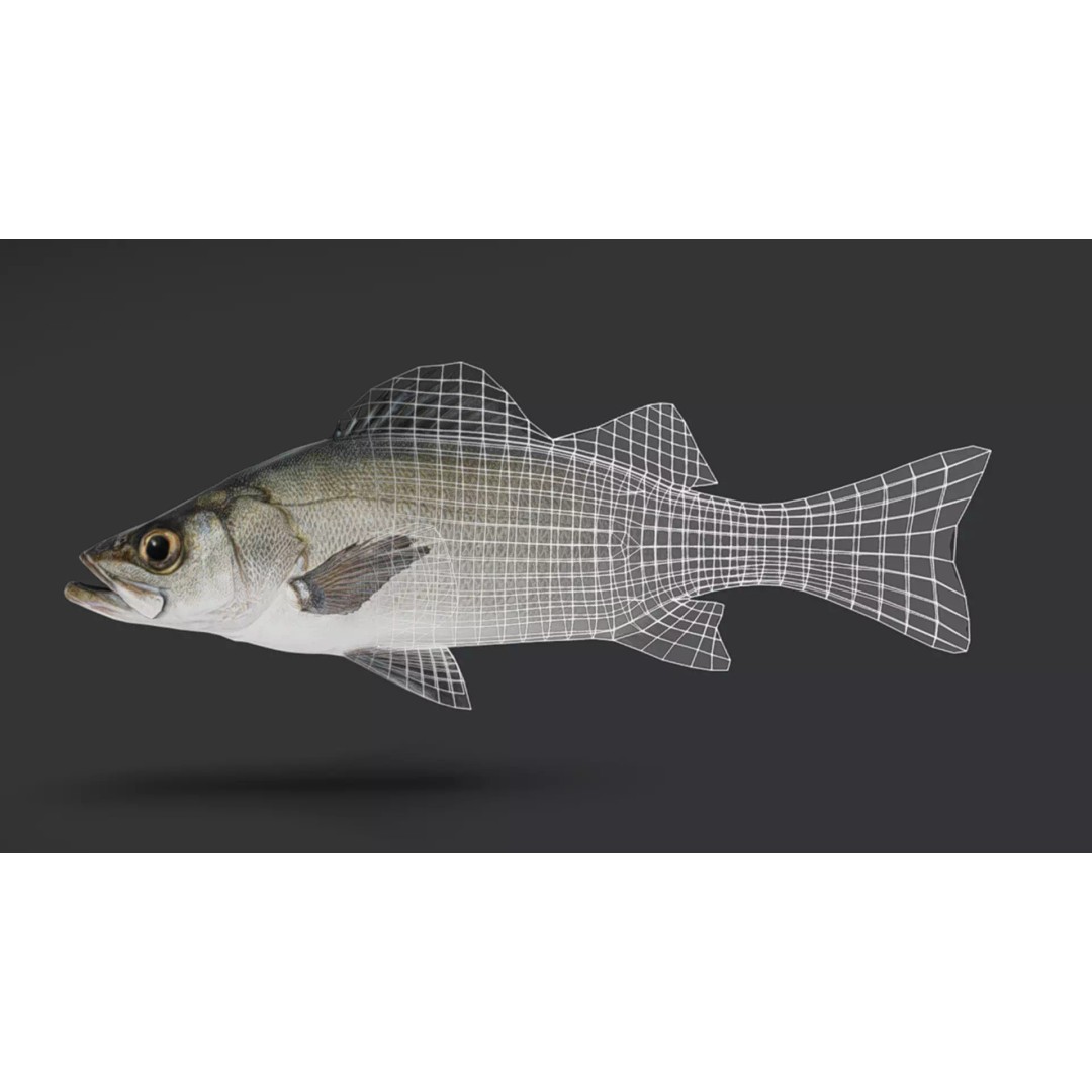 Blackfin Seabass 3D Model – Realistic Animated Low Poly Fish, FBX - View 8