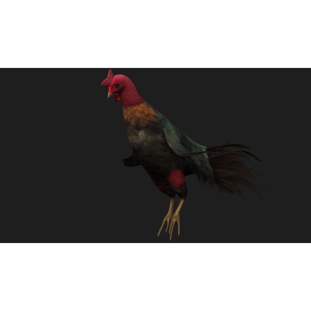 Chicken 3D Model – Low Poly Rigged Animal with PBR Textures - View 14