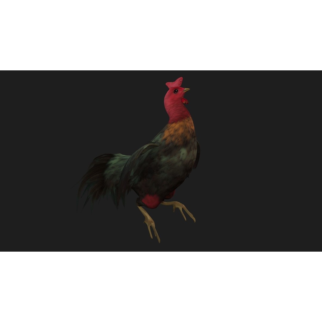 Chicken 3D Model – Low Poly Rigged Animal with PBR Textures - View 4