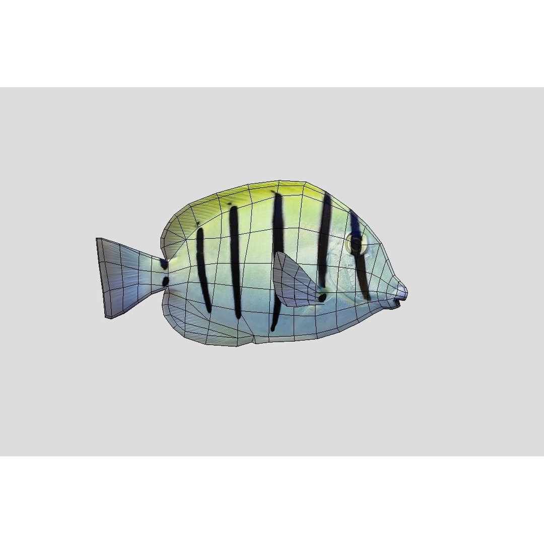 Coral Reef Fish Collection 3D Model – Low Poly Animated Game Asset, FBX