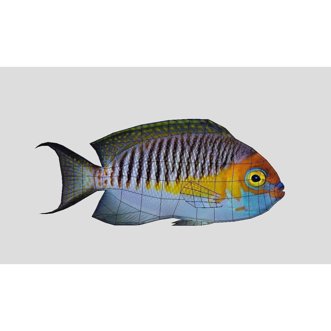 Coral Reef Fish Collection 3D Model – Low Poly Animated Game Asset, FBX - View 10
