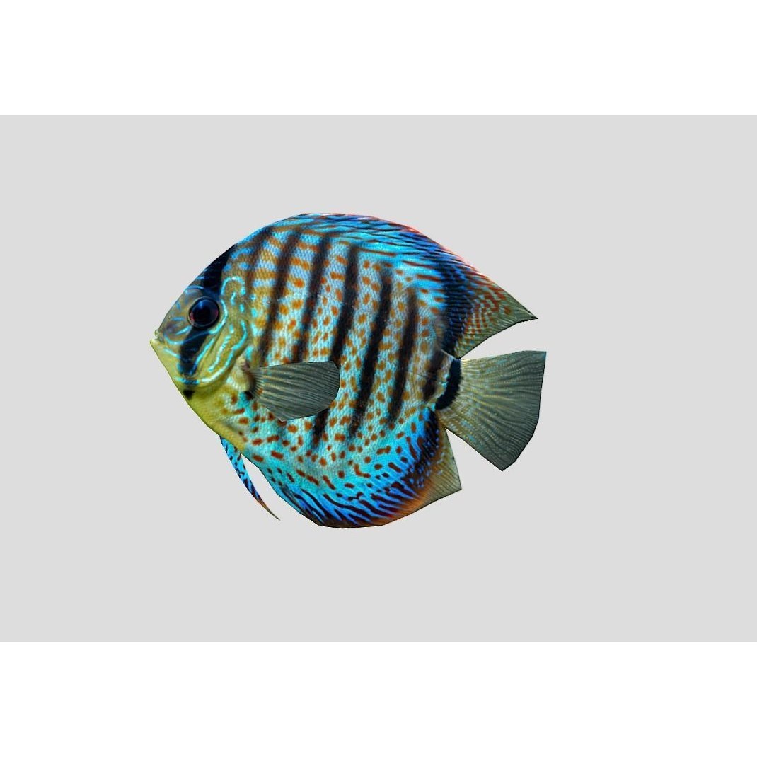 Coral Reef Fish Collection 3D Model – Low Poly Animated Game Asset, FBX - View 11