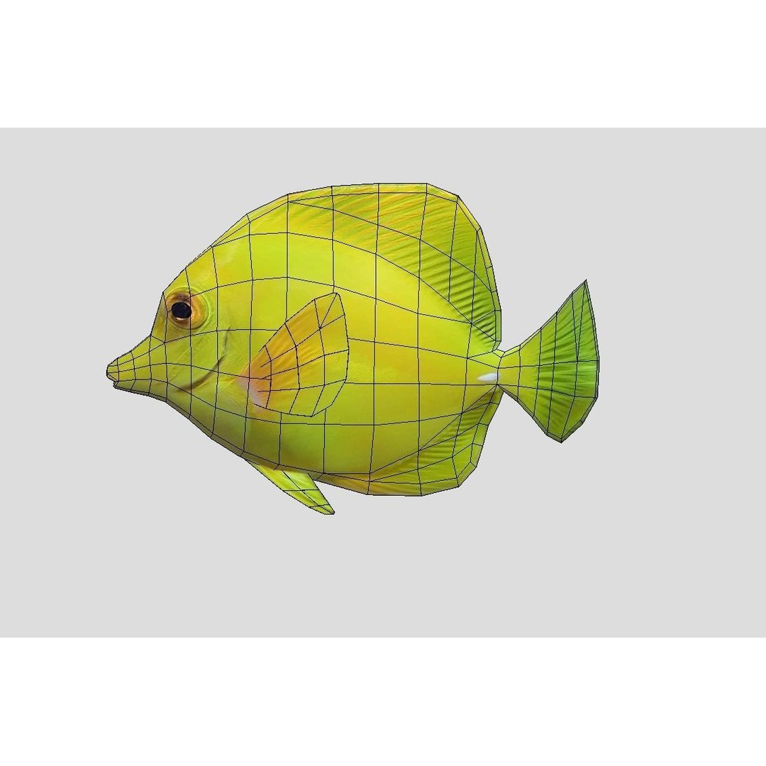 Coral Reef Fish Collection 3D Model – Low Poly Animated Game Asset, FBX - View 12
