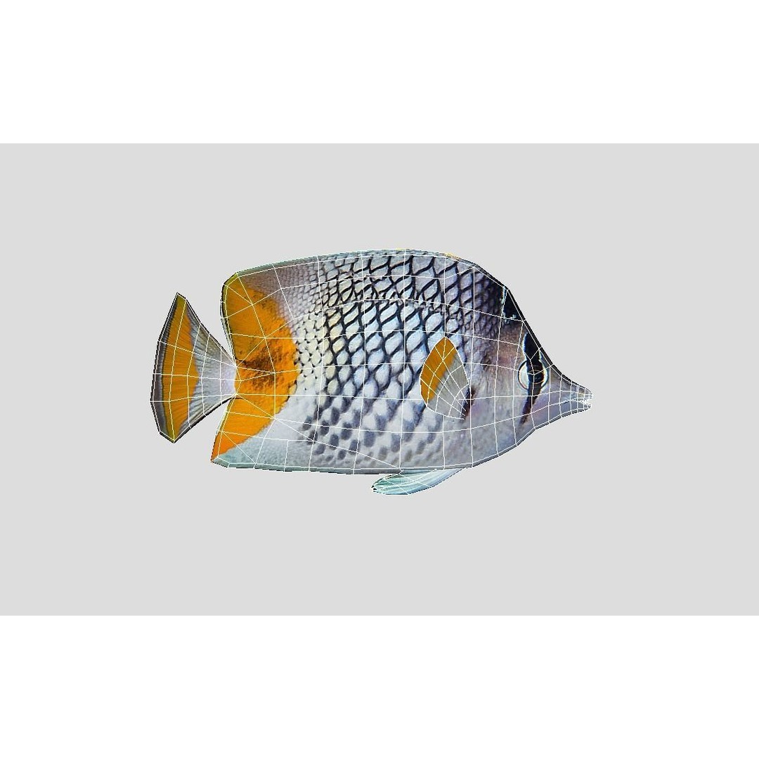 Coral Reef Fish Collection 3D Model – Low Poly Animated Game Asset, FBX - View 13