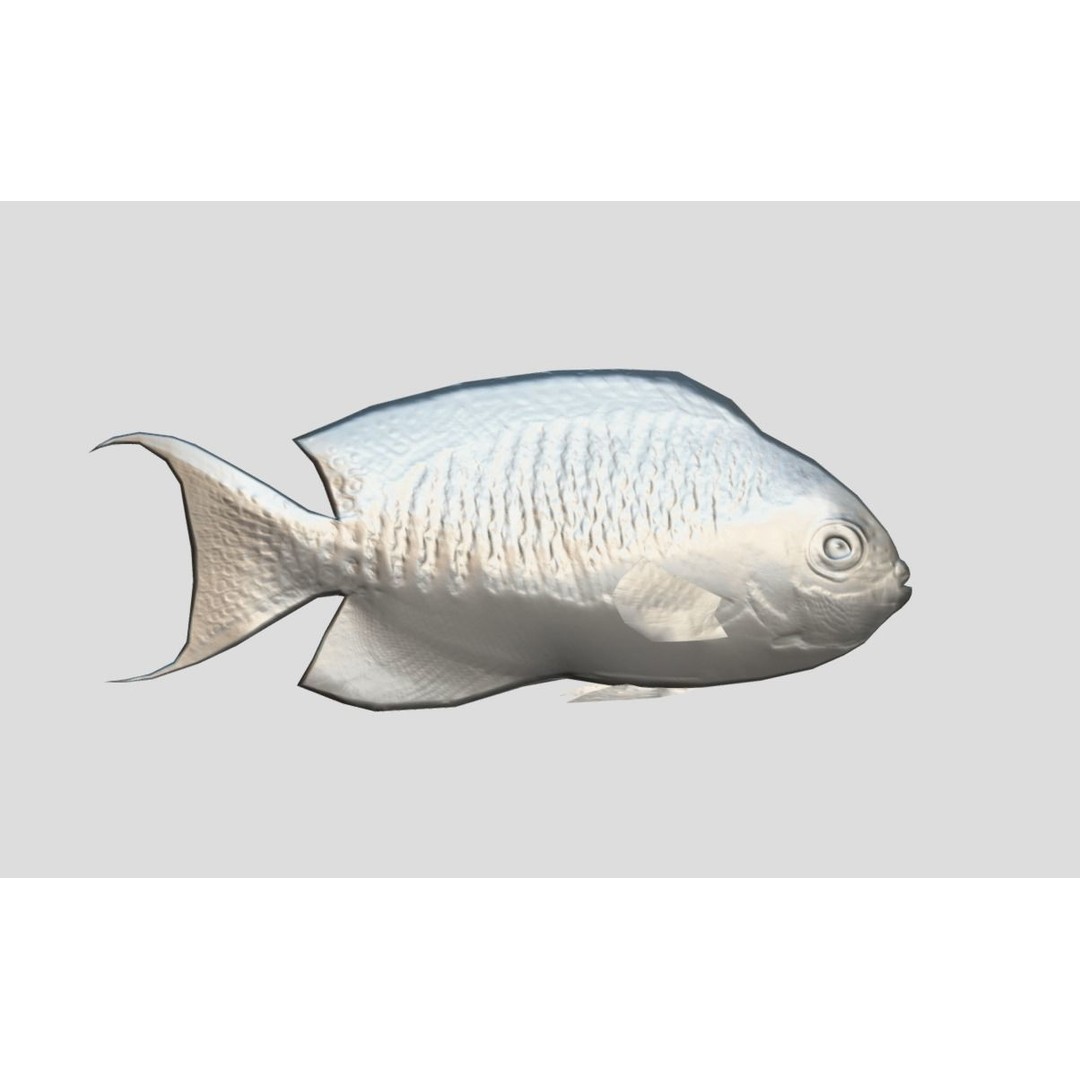 Coral Reef Fish Collection 3D Model – Low Poly Animated Game Asset, FBX - View 14