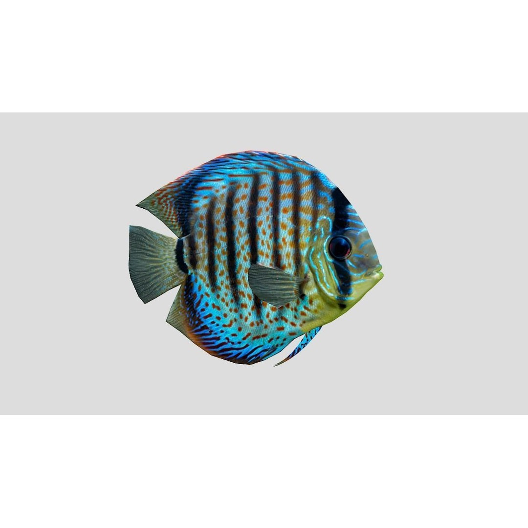 Coral Reef Fish Collection 3D Model – Low Poly Animated Game Asset, FBX - View 15