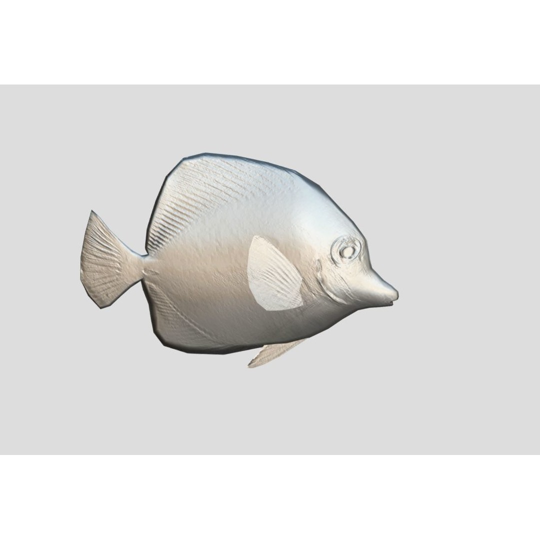 Coral Reef Fish Collection 3D Model – Low Poly Animated Game Asset, FBX - View 16