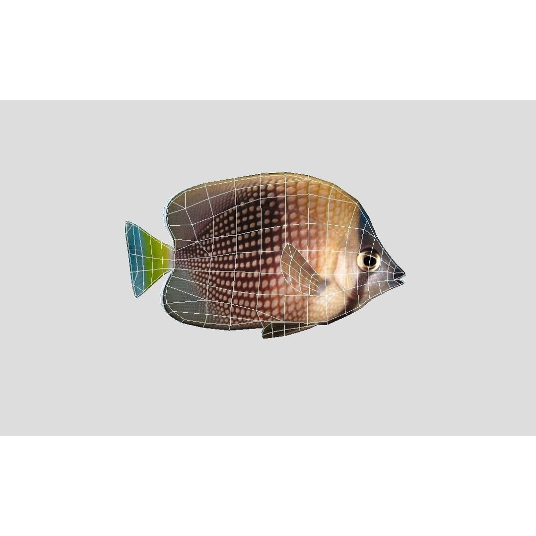 Coral Reef Fish Collection 3D Model – Low Poly Animated Game Asset, FBX - View 18
