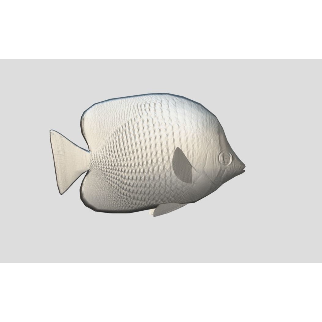 Coral Reef Fish Collection 3D Model – Low Poly Animated Game Asset, FBX - View 19