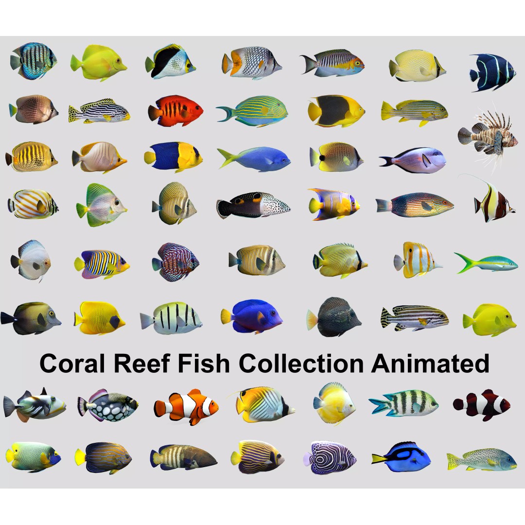 Coral Reef Fish Collection 3D Model – Low Poly Animated Game Asset, FBX - View 2